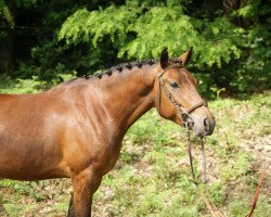 Springpferd Lema Gondwana CH (Schweizer Warmblut, 2016, von Lema Dagda CH)