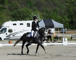 Zuchtstute Lema Dame Blanche CH (Schweizer Warmblut, 2007, von Fürst Piccolo)