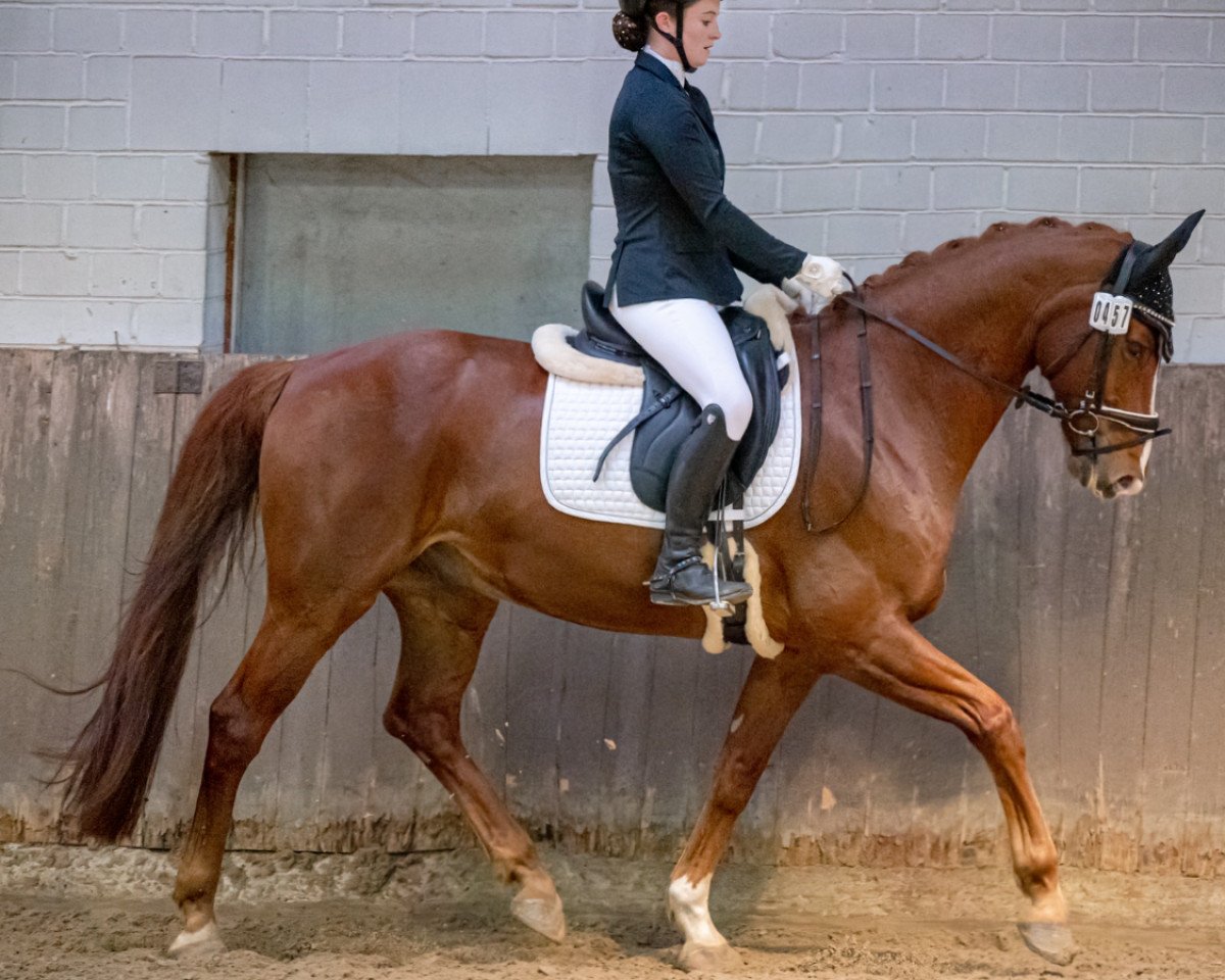 horse Lucky Luke R 4 (Hanoverian, 2013, from Londonderry)