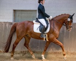 dressage horse Lucky Luke R 4 (Hanoverian, 2013, from Londonderry)