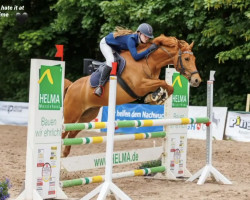 Springpferd Laika (Kleines deutsches Reitpferd, 2017, von Maraton)