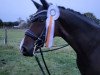 dressage horse Quickie H (Hanoverian, 2008, from Quaterback)