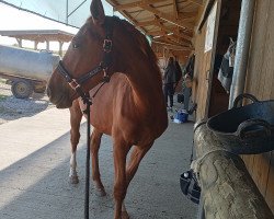 dressage horse Fleur de Lys (Oldenburg, 2022, from Fidertanz)