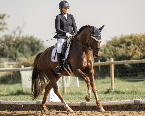 dressage horse Quinnsley (Oldenburg, 2018, from Quantensprung 3)