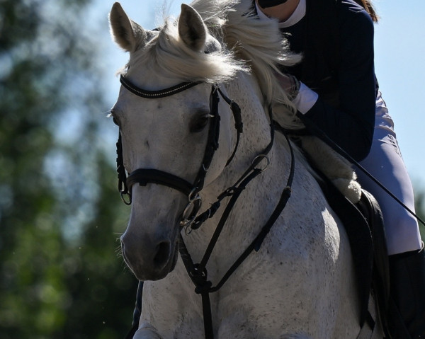 jumper Donna Dieva (German Riding Pony, 2010, from Dream of Lord)