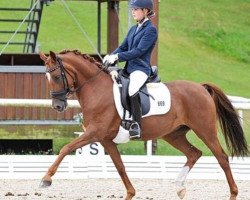 dressage horse Dream of April (German Riding Pony, 2007, from FS Don't Worry)