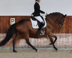 dressage horse Daenerys 16 (Oldenburg, 2017, from Fuerst William Old)