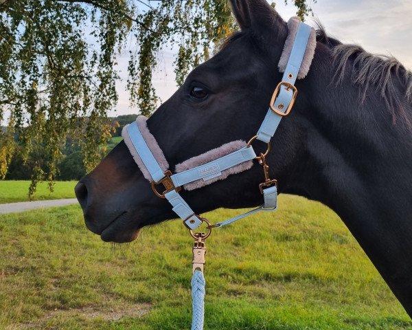 Dressurpferd Kingsman (Trakehner, 2019, von Schwarzgold)