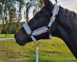 dressage horse Kingsman (Trakehner, 2019, from Schwarzgold)