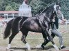 stallion Gero (Heavy Warmblood, 1995, from Geron)
