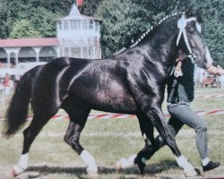 stallion Gero (Heavy Warmblood, 1995, from Geron)