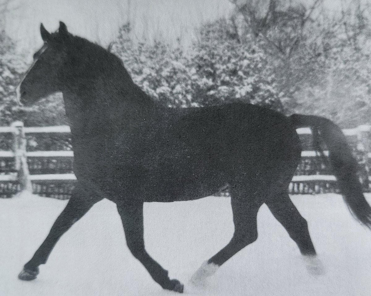 Deckhengst Edelfalk Mo 1160 (Oldenburger, 1958, von Edler Mo 4105)