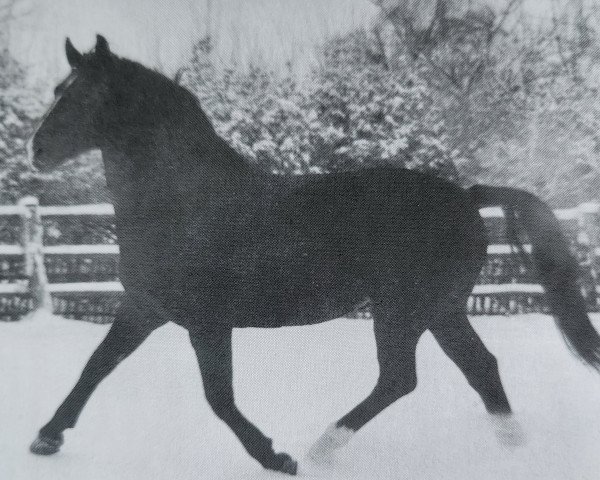 stallion Edelfalk (Oldenburg, 1958, from Edler)