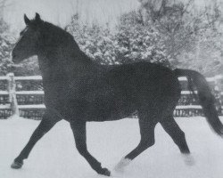 stallion Edelfalk Mo 1160 (Oldenburg, 1958, from Edler Mo 4105)