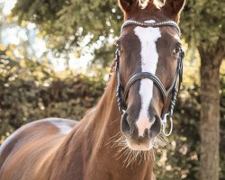 dressage horse Florence 170 (Hanoverian, 2010, from Fuechtels Floriscount OLD)