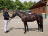 Zuchtstute Whisper Miss (Deutsches Reitpony, 2015, von Moonlight Montano S)