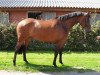 broodmare Bella C (KWPN (Royal Dutch Sporthorse), 2006, from Montreal)