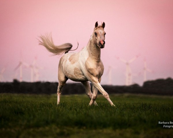 Pferd Kir Royal (Arabisches Halbblut / Partbred, 2018, von SL Kingsgold)