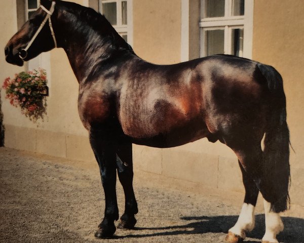 Pferd Lord I (Schweres Warmblut, 1983, von Lockvogel)