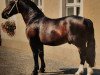 horse Lord I (Heavy Warmblood, 1983, from Lockvogel)