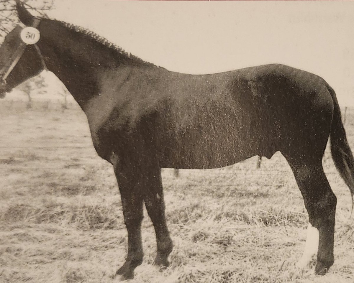 stallion Lockvogel Mo 1251 (Heavy Warmblood, 1965, from Lotus S-A 393)