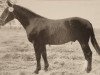 stallion Lockvogel (Heavy Warmblood, 1965, from Lotus 393)