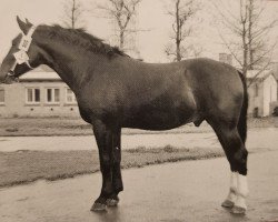 stallion Lotus S-A 393 (Heavy Warmblood, 1959, from Lotse Mo 1067)