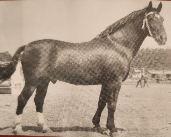 stallion Lotse (Heavy Warmblood, 1952, from Lordus)