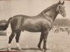 stallion Lotse Mo 1067 (Heavy Warmblood, 1952, from Lordus)