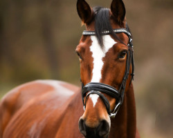 jumper Zahra Z (Zangersheide riding horse, 2010, from Zavall VDL)