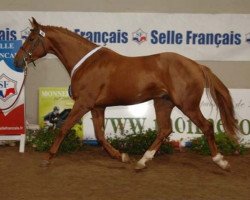 stallion Robby de Sivry (Selle Français, 2005, from Jeff D'Or)