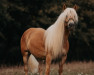 dressage horse Alwin 55 (Haflinger, 2017, from Amore Mio)