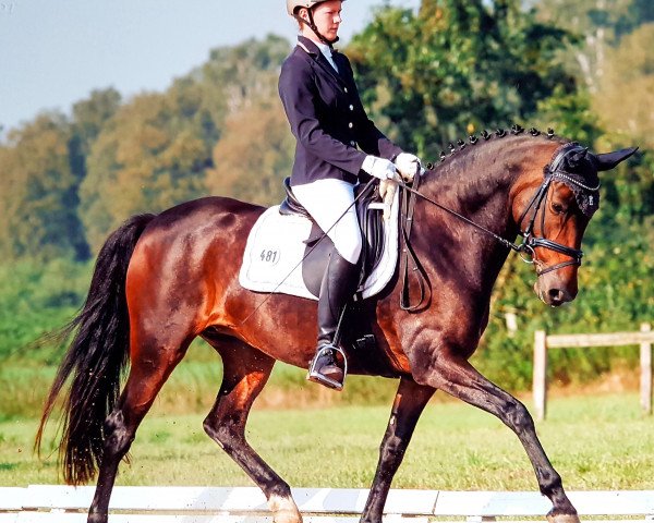 Zuchtstute Lady Lane de Luxe (Deutsches Reitpony, 2008, von Noir de Luxe)