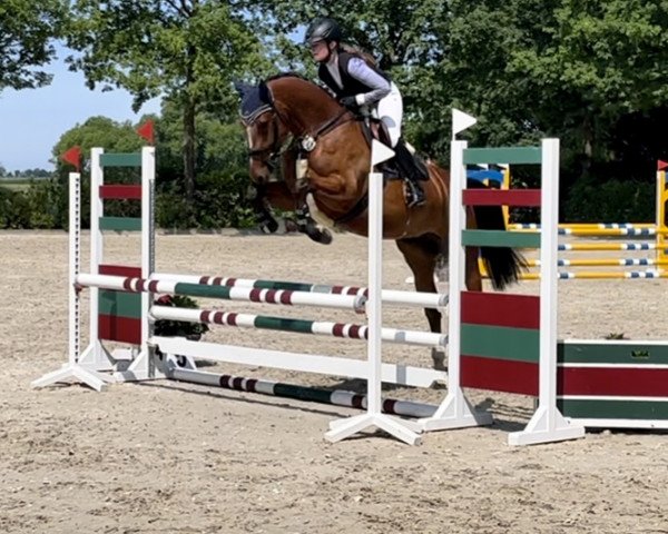 jumper Coeur du Soleil R (Oldenburg show jumper, 2019, from Casiro I)