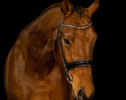 dressage horse Fabulous Findus (Oldenburg, 2015, from Finest)