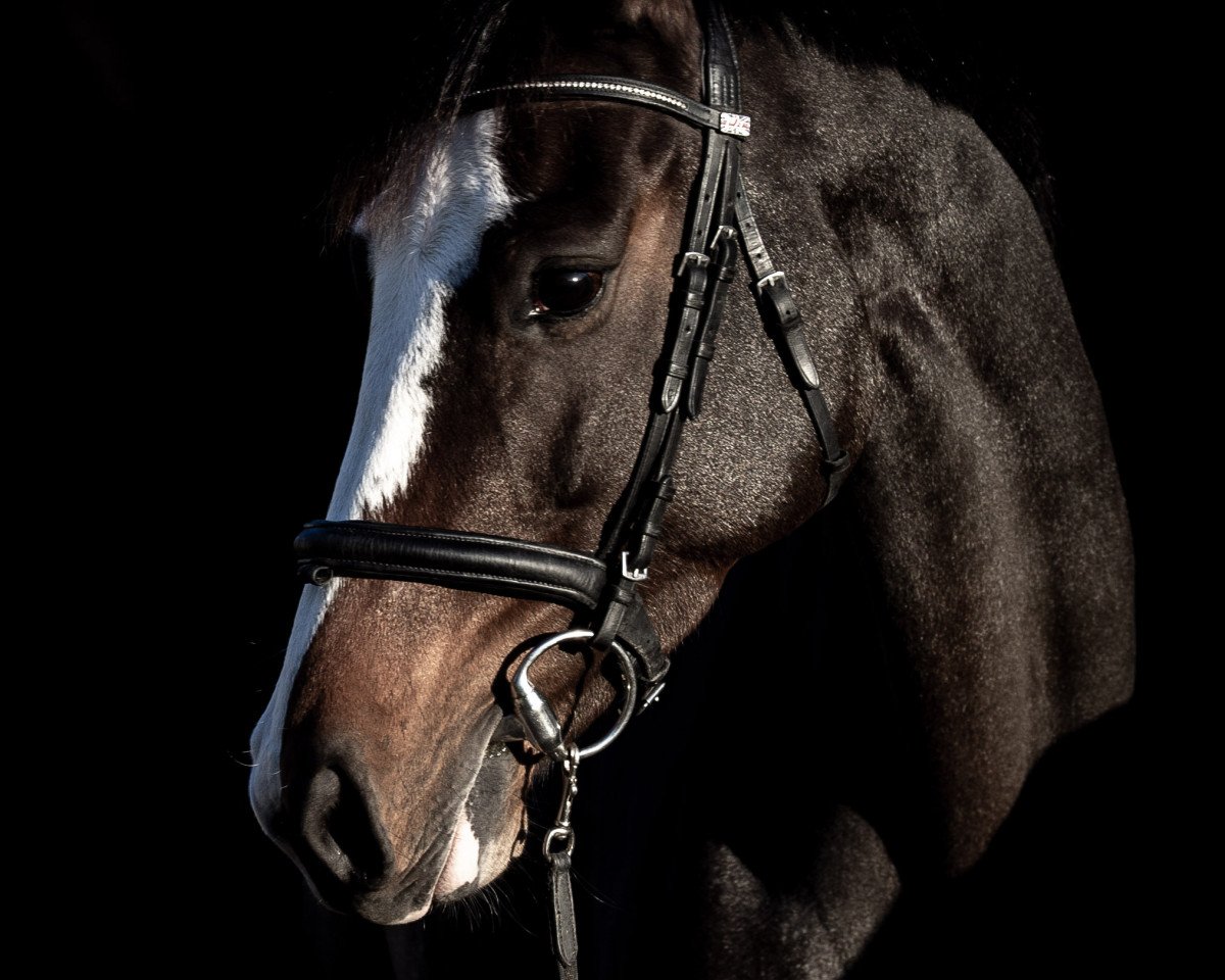 Springpferd Coco Jamba III CH (Schweizer Warmblut, 2017, von Casalido)