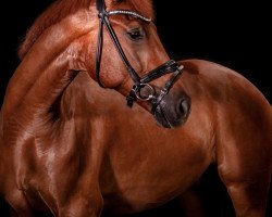 dressage horse Inspector Red (Hanoverian, 2017, from Asgard's Ibiza)