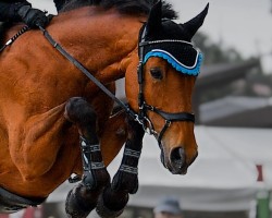 jumper Kashaya Diamonds W.g. (KWPN (Royal Dutch Sporthorse), 2015, from Global Express)