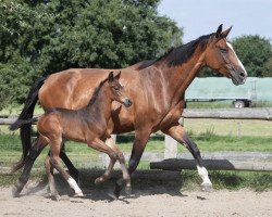 dressage horse Sir Chocolato van Lee (Oldenburg, 2023, from Sir Bedo)