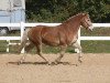 dressage horse Paul (Haflinger, 2005)