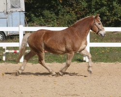 dressage horse Paul (Haflinger, 2005)