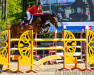 jumper Kaluno Ter Dolen (Belgian Warmblood, 2010, from Kilian van Kluitenhof)