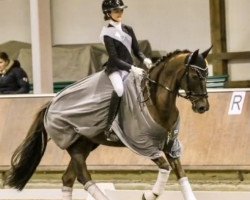 dressage horse Tansania 8 (German Riding Pony, 2015, from Fleedwood WV)