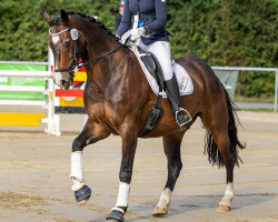 dressage horse Figo K (Westphalian, 2012, from Fürst Donnerbube)