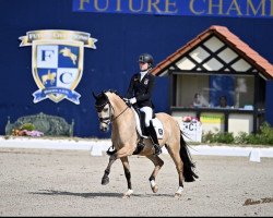 dressage horse Grenzhoehes Dragon Kiss (German Riding Pony, 2014, from Diors Daikiri)