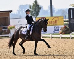 dressage horse Funkeldunkel (Oldenburg, 2015, from Fürsten-Look)