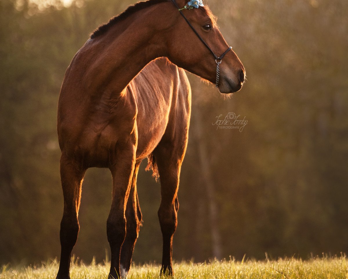 jumper Floraison de rose (Oldenburg show jumper, 2020, from My Life de Tiji)