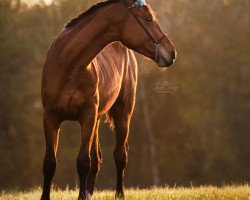 Springpferd Floraison de rose (Oldenburger Springpferd, 2020, von My Life de Tiji)