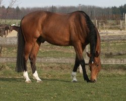 Pferd High Tech (Trakehner, 1993, von Guy Laroche)