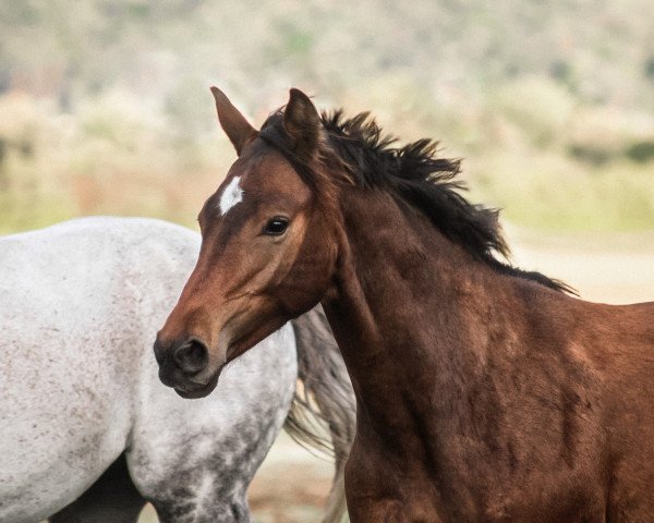 Springpferd D’aviador (Württemberger, 2022, von Dexter 295)